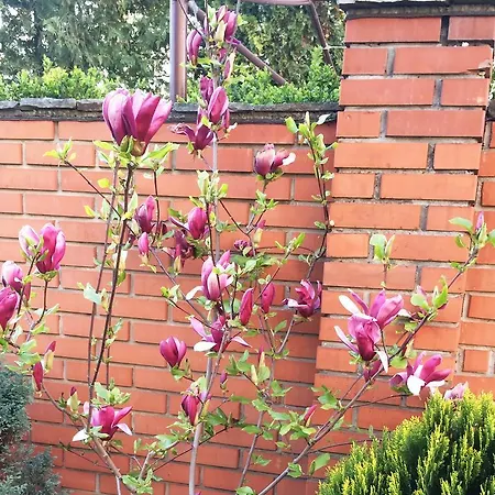 ゲストハウス Saban Deluxe