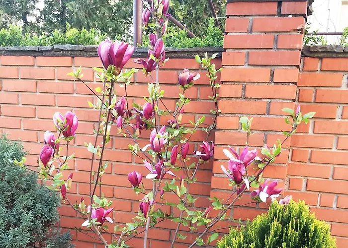 Konukevi Saban Deluxe